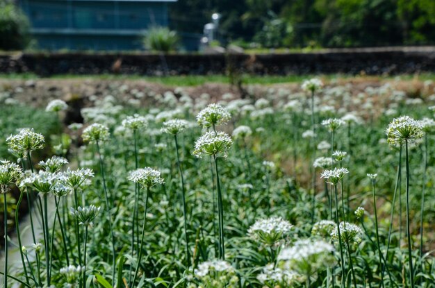 Fleurs de poireau à la ferme