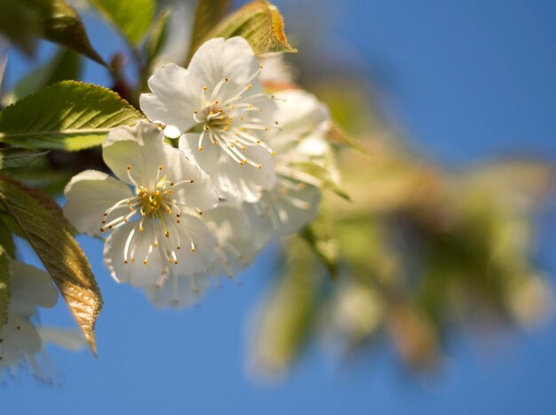 Fleurs de poirier un jour ensoleillé en Grèce