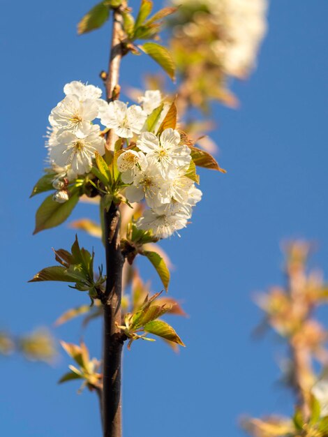 Fleurs de poirier un jour ensoleillé en Grèce