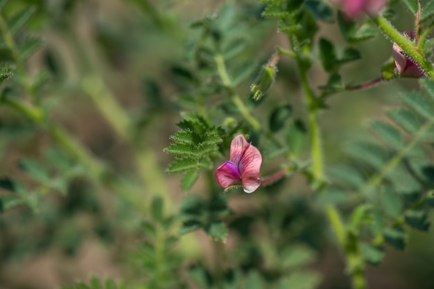 Fleurs de pois chiches avec de jeunes plantes vertes dans le champ de la ferme