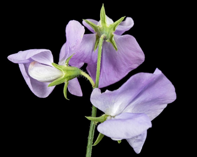 Fleurs de pois sucré isolé sur fond noir