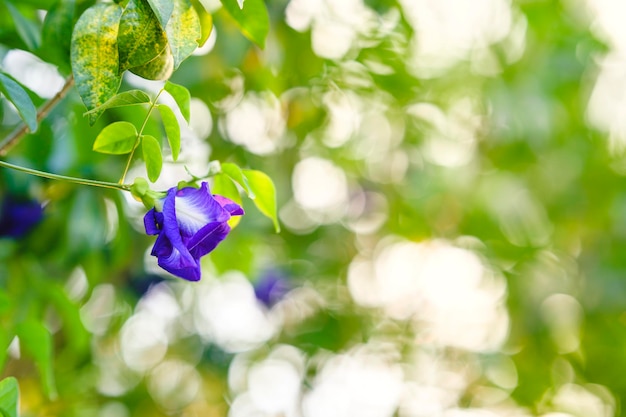 Fleurs de pois violets dans le jardin C'est une herbe qui stimule la circulation sanguine.