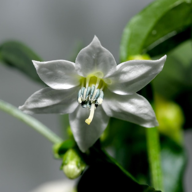 Fleurs de poivre d'intérieur amer épicé