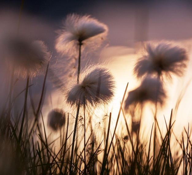 Fleurs polaires