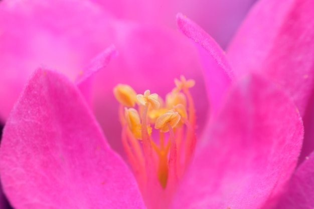 Fleurs de pollen rose sur l&#39;arbre