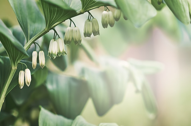 Fleurs de Polygonatum blanc sur une branche avec des feuilles vertes dans le jardin en été