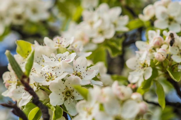 Fleurs de pomme aux pétales blancs et roses Fleurs sur fond flou avec ciel bleu Photo d'une nouvelle vie pour le Jour de la Terre le 22 avril