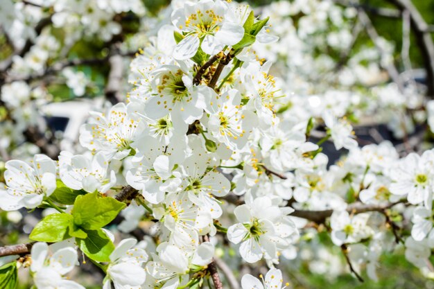 Fleurs de pomme blanches. Beaux pommiers en fleurs. Fond avec des fleurs épanouies au printemps. Gros plan du pommier en fleurs (Malus domestica). Fleur de pommier. Le printemps.