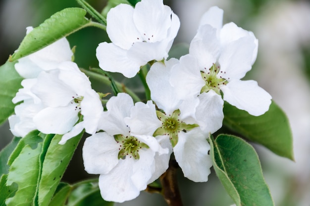 Fleurs de pomme blanches. Beaux pommiers en fleurs. Fond avec des fleurs épanouies au printemps. Gros plan du pommier en fleurs (Malus domestica). Fleur de pommier. Le printemps.