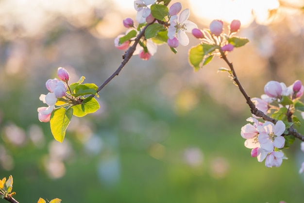 Fleurs de pomme rose et blanc au soleil en plein air