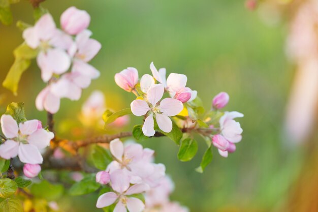 Fleurs de pomme rose et blanc au soleil en plein air