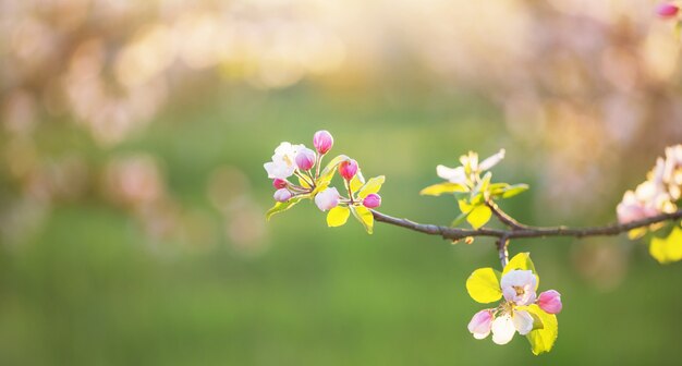 Fleurs de pomme rose et blanc au soleil en plein air