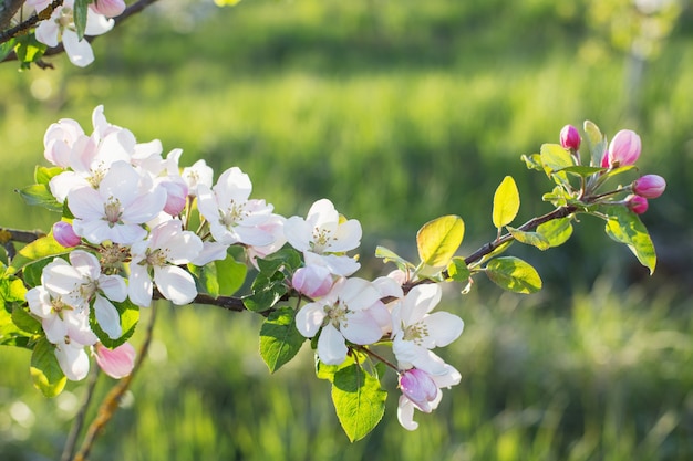 Fleurs De Pomme Rose Et Blanc Au Soleil En Plein Air