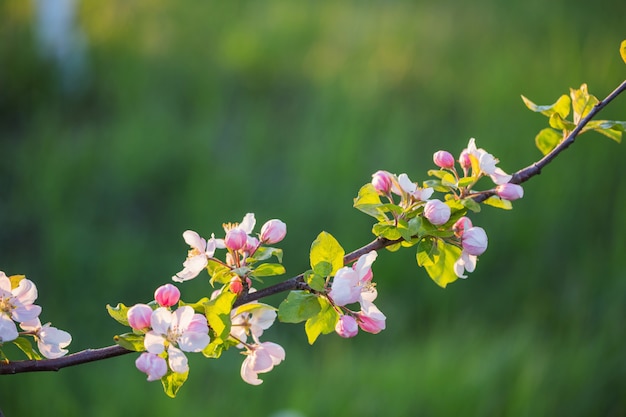 Fleurs de pomme rose et blanc au soleil en plein air