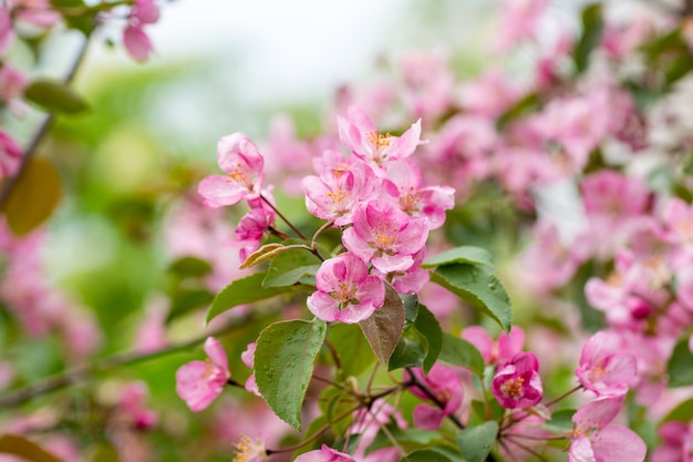 Fleurs de pomme rose avec feuilles