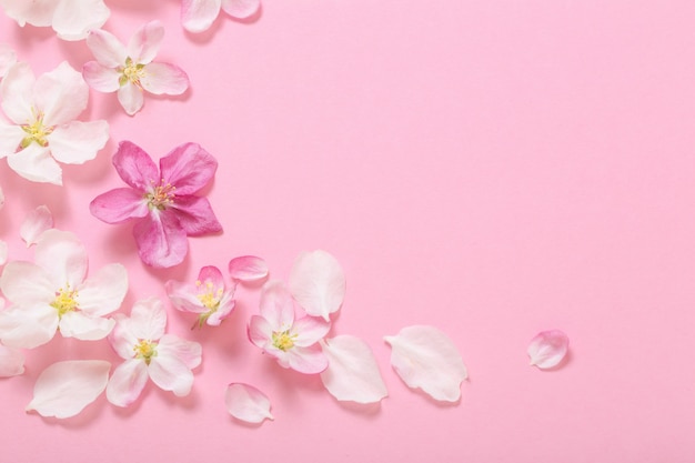 Fleurs de pomme rose sur table rose