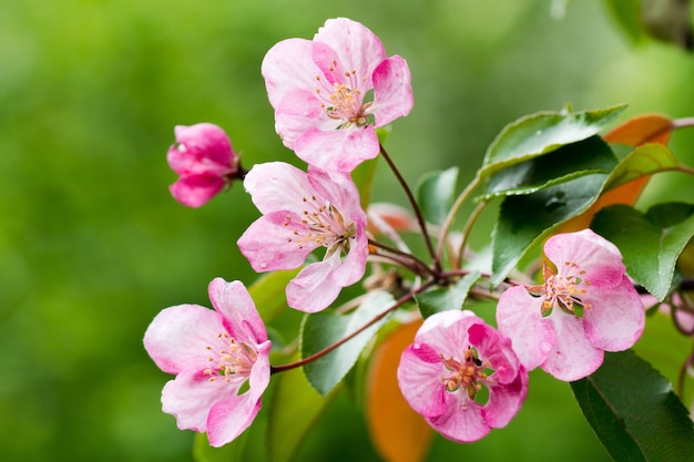 Fleurs de pomme rose