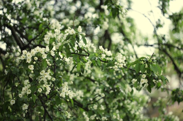 Fleurs de pomme