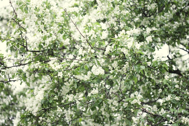 Fleurs de pomme