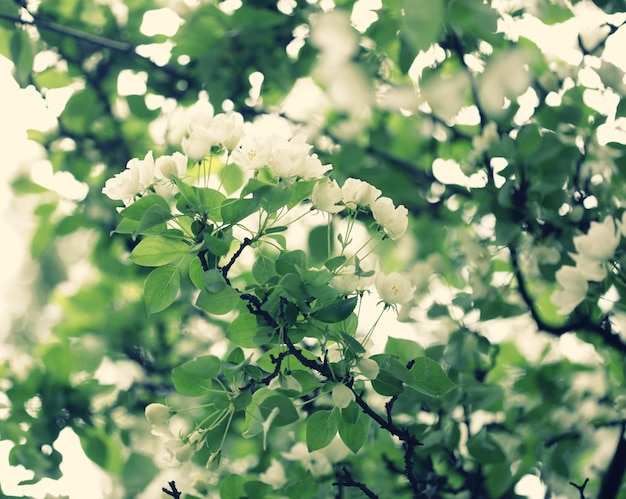 Fleurs de pomme