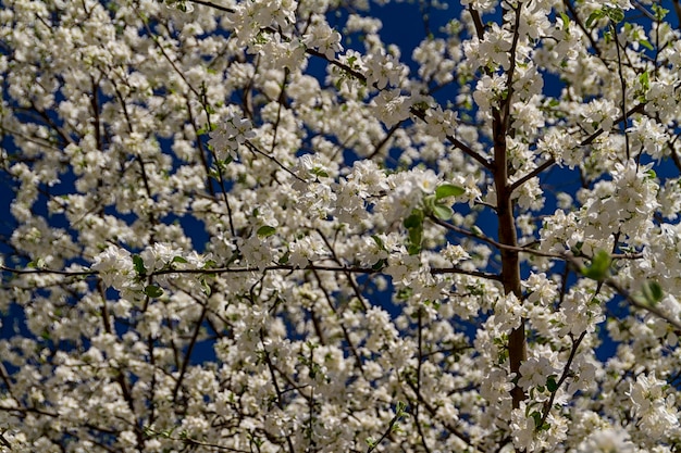 Fleurs de pomme