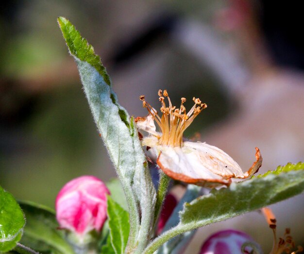 fleurs de pommes endommagées par le gel du matin dans la région de Prespamacedoniaiamge d'une