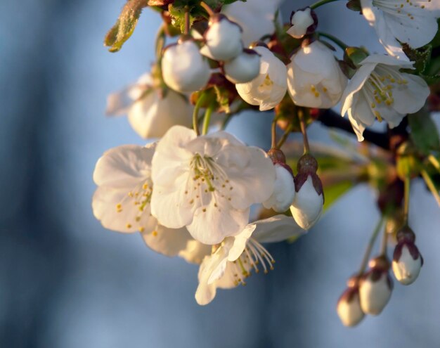 Des fleurs de pommes et la lumière du soir