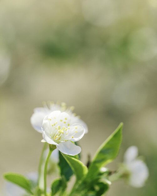 Photo fleurs de pommes sur la nature fond flou beau printemps fleurs blanches espace vide fleurs délicates sur les branches à l'extérieur mise au point douce couleur neutre photo esthétique nature minimale économiseur d'écran