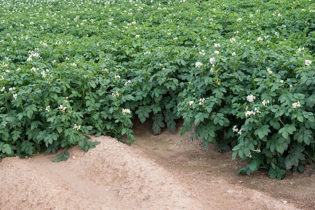 Fleurs de pommes de terre en fleurs dans le champ Champ avec des plants de pommes de terre florissants Solanum tuberosumxA