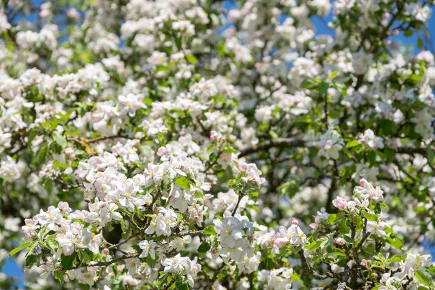 les fleurs de pommes