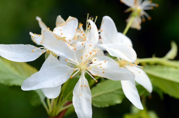 fleurs de pommetier du Japon (malus floribunda)