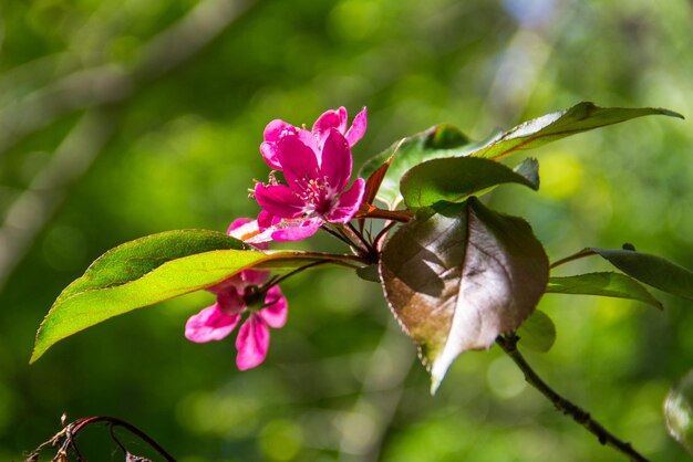 Fleurs de pommetier rose sur une branche d'arbre au printemps