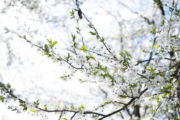 Fleurs de pommier sur les arbres au printemps