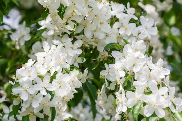 Fleurs de pommier Au début du printemps