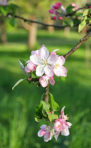 Fleurs de pommier au printemps