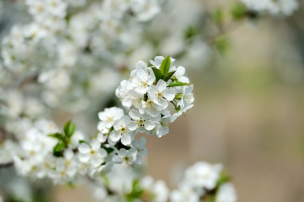 Fleurs de pommier au printemps