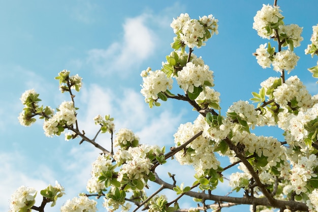 Fleurs de pommier blanc avec ciel bleu