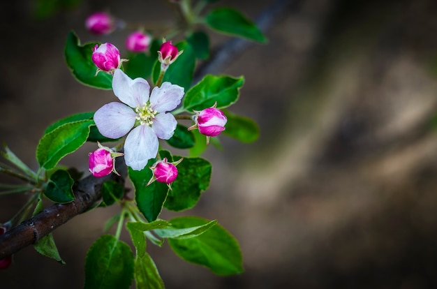 Fleurs de pommier sur une branche au printemps