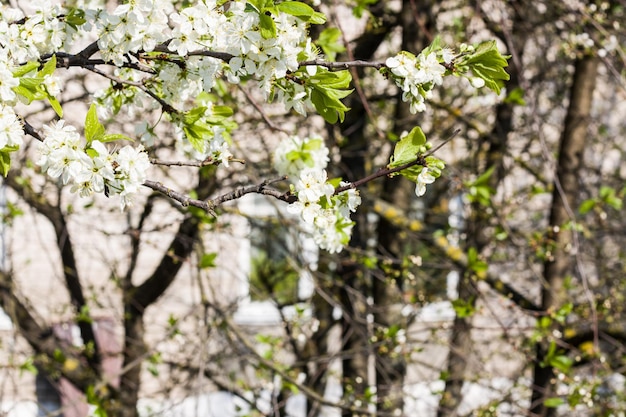 Fleurs d'un pommier sur une branche