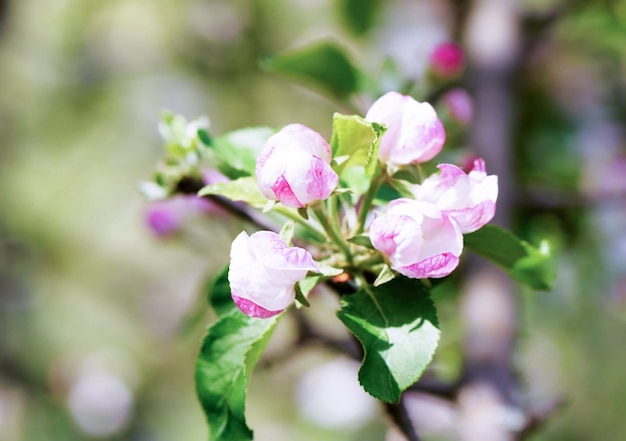 Fleurs de pommier avec des feuilles vertes