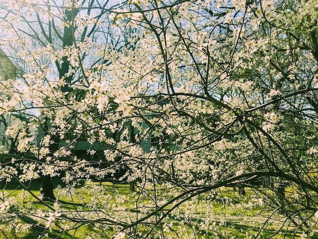 Fleurs de pommier en fleurs au printemps comme fond floral