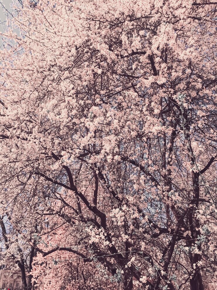 Fleurs de pommier en fleurs au printemps comme fond floral