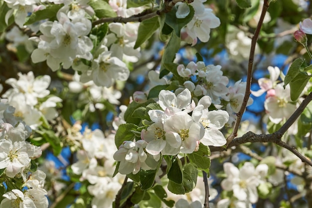 Fleurs de pommier sur fond de ciel bleu Fleurs de pommier dans le jardin