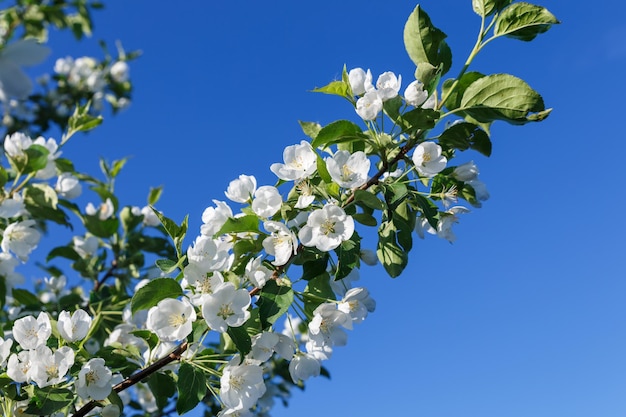 Fleurs de pommier sur fond de ciel bleu