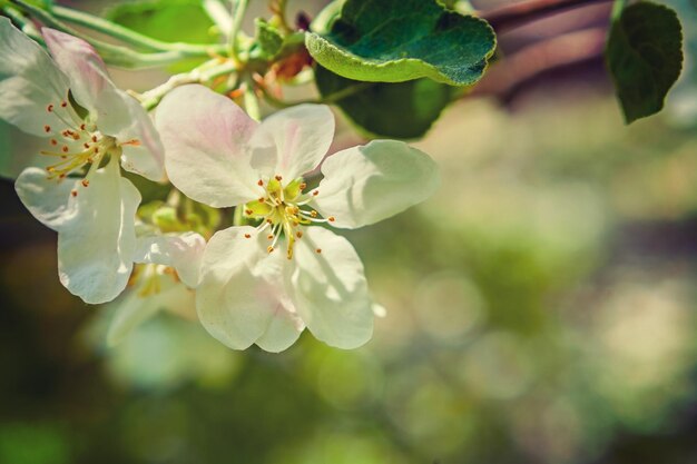 Fleurs de pommier sur fond flou instagram stile