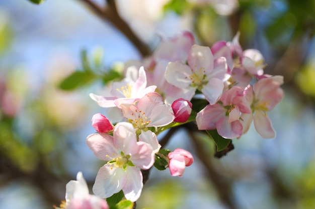 Fleurs de pommier sur fond de nature floue