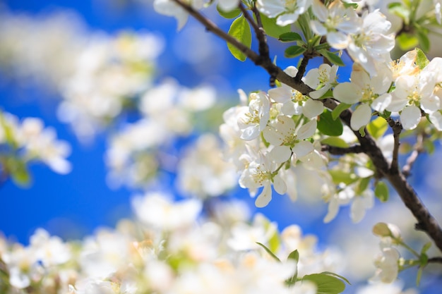 Fleurs de pommier sur fond de nature floue