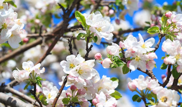 Fleurs de pommier sur fond de nature floue