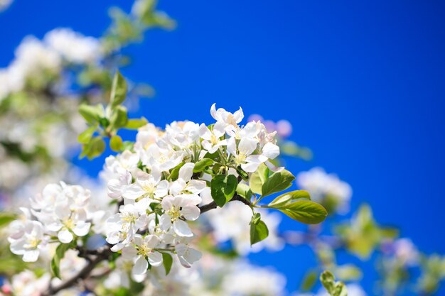 Fleurs de pommier sur fond de nature floue