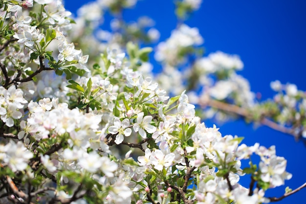 Fleurs de pommier sur fond de nature floue